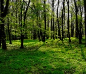 Wald4teln – Der Wald kommt zu un
