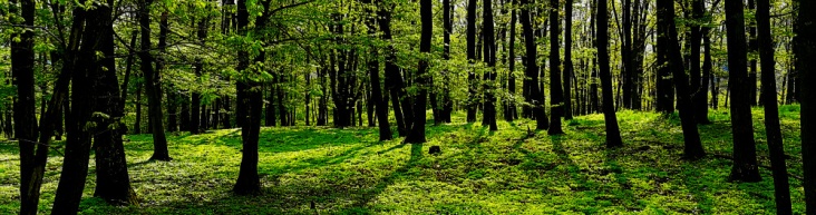Wald4teln – Der Wald kommt zu un